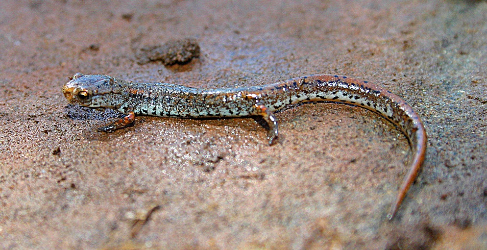Four-toed salamander (Hemidactylium scutatum). Credit: Rick Koyal